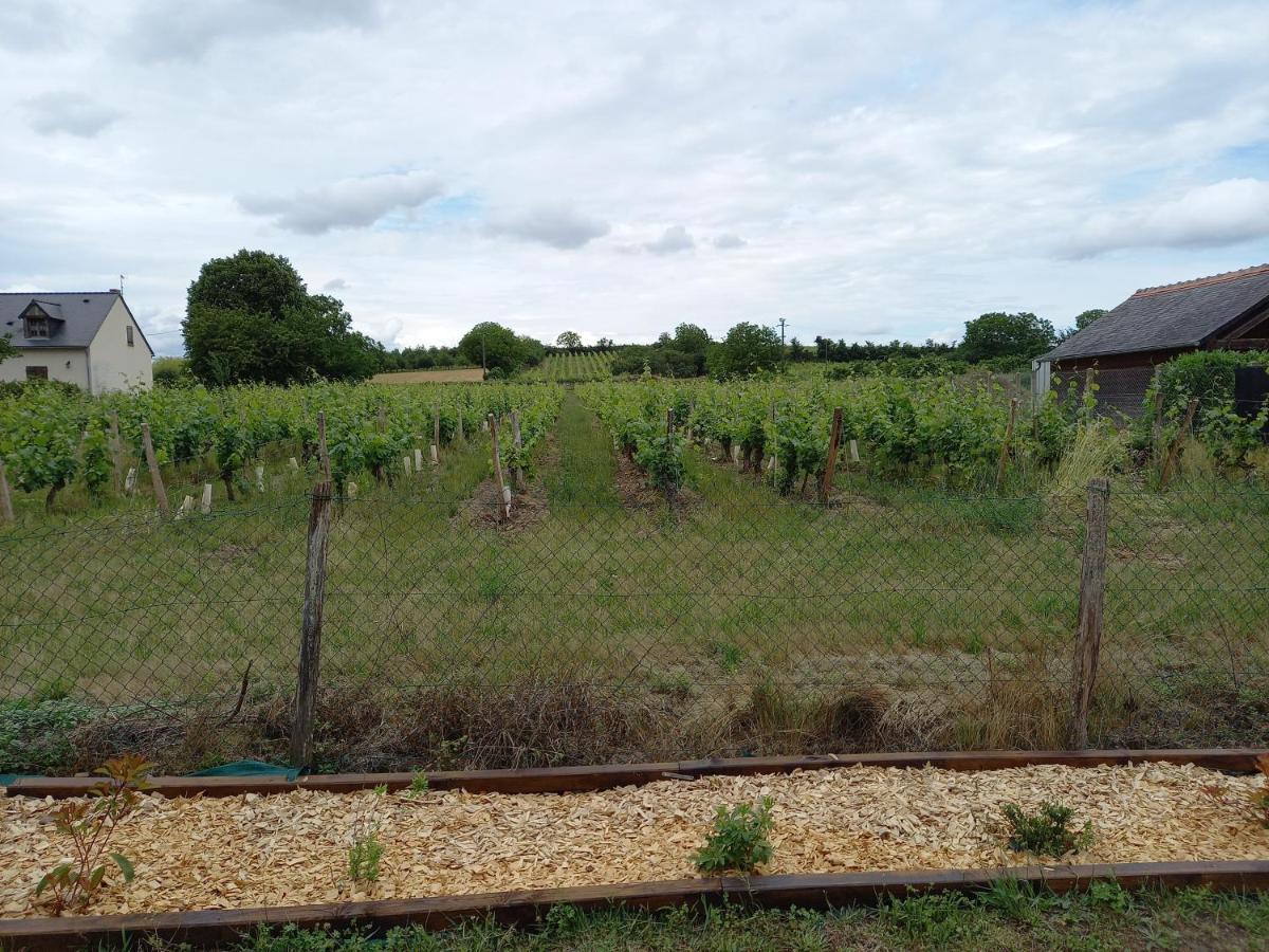 Вілла Hebergement Sarment Du Veron Chinon Beaumont-en-Veron Екстер'єр фото